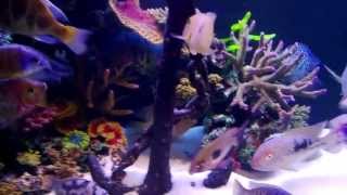 MIXED CICHLIDS IN MY TANK WITH ARTIFICIAL CORAL [upl. by Oner389]