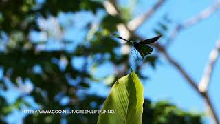 ビクトリアトリバネアゲハの飛翔 Ornithoptera victoriae in flight [upl. by Marrissa]