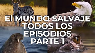 El Mundo Salvaje Todos los Episodios Parte 1  Free Documentary Nature  Español [upl. by Aleahc]