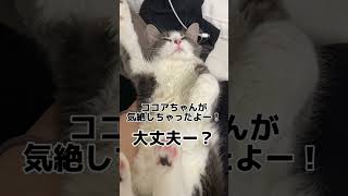 芸人「レギュラーの西川くん」のモノマネをする猫が可愛過ぎました… [upl. by Naniac]