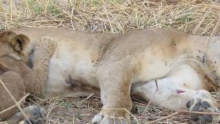 Lion cubs suckling in Ruaha NP  watch out for the mischievous one [upl. by Anyrak]