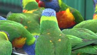 Rainbow Lorikeets wild and free in their native Australia [upl. by Particia]