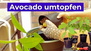 Avocado Pflanze richtig umtopfen  in passende Erde [upl. by Erodasi]