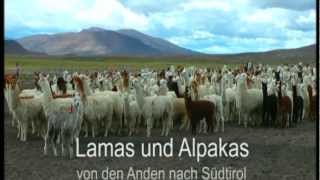 Ausschnitte TV Beitrag Lamas und Alpakas am Kaserhof Ritten [upl. by Mcarthur]