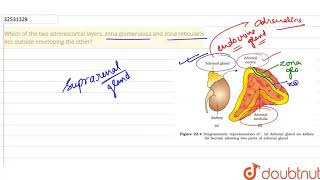 Which of the two adrenocortial layers zona glomerulosa and zona reticularis lies o [upl. by Floyd]