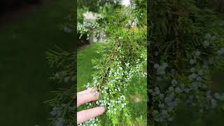 Up close and personal with Juniperus virginiana the Easter red cedar [upl. by Shelden]