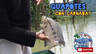 Como pescar Guapotes con carnada Represa Reventazon Jaguarbass 🎣🎣👌🏼 [upl. by Litnahc]