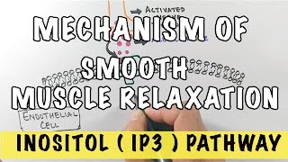 Mechanism of Smooth Muscle Relaxation  Role of Nitric Oxide  IP3 Pathway [upl. by Nade]