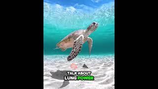 quotMajestic Sea Turtle Glides Through Clear Waters  Fun Sea Turtle Factsquot [upl. by Waldemar273]