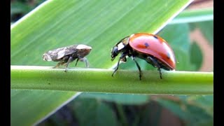 Coccinelle et Cicadelle [upl. by Nnor]