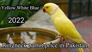 yellow ringneck parrot price in Pakistan  price of blue white ringneck parrot 2022 forex trading [upl. by Boris]