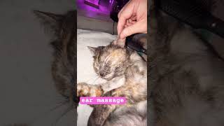 How to massage a cat kitten kitty cutecat cat catlover cuteecats mycat [upl. by Lexy]