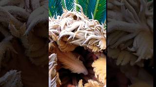 Bonsai Cycas seeds nature [upl. by Debbi]