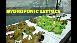 Lettuce Lettuce amp More Hydroponic Lettuce [upl. by Bari315]