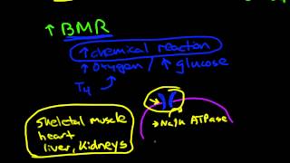 Thyroid physiology and pathophysiology [upl. by Halla]