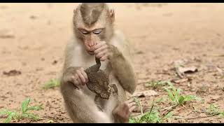 POOR monkey has frog that good friend He played with same monkeys [upl. by Cerys]