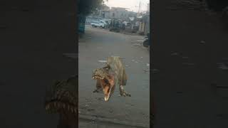 dinosaor bhok me hy short video cartoon shortvideos viralvideos dinosaurus bilalofficial2 [upl. by Treble]