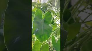 Pokok keladi hiasan Philodendron burlemarxii plants [upl. by Yee]