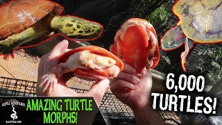 AMAZING TURTLE MORPHS turtle care guide and DIY turtle set up ideas [upl. by Avad68]