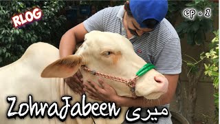 Meri Zohra Jabeen  Mera Shouq  Qurbani 2020  Ep 1 [upl. by Curcio837]