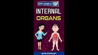 Internal Organs  Human body Internal Organs  Internal Organ internalorgan science organ [upl. by Diraf]