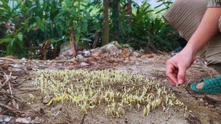 How To Plant Bean Sprouts At Home Harvesting Bean Sprouts And Cooking [upl. by Naillig]