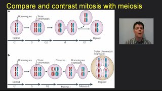 Mitosis Meiosis amp Cancer  Mr Pauller [upl. by Acinorev602]