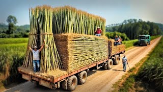 Producción de bambú a gran escala Desde la plantación de bambú hasta la fábrica de cepillos [upl. by Anej]