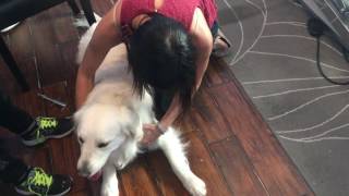 Animal Chiropractic Adjustment [upl. by Ariek568]