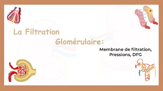 La Filtration Glomérulaire Membrane De Filtration Pressions et DFGSystème Urinaire [upl. by Lelith]