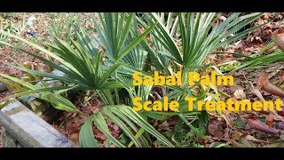 Scale Treatment for Sabal Palms [upl. by Abdu613]