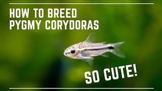 How to Breed Pygmy Corydoras  Super Cute Catfish [upl. by Innavoj275]