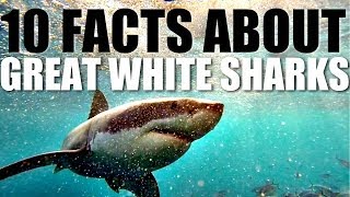 10 Facts About Great White Sharks [upl. by Aivirt]