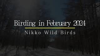 Birding in February 2024 Nikko Wild Birds [upl. by Penhall]