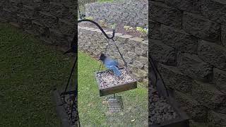 Stellar Jay birds bird outdoors nature wildlife birdwatching stellarjay [upl. by Phippen]