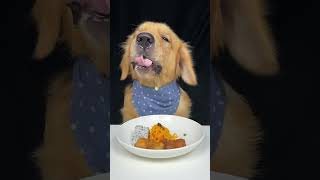 Today I eat fried breadsticks Golden Retriever Oh my god that smells awesome Cute dog debut plan [upl. by Nivram842]