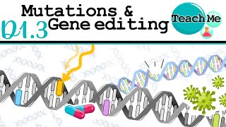 D13  Mutations amp Gene Editing  IB Biology SLHL [upl. by Brainard874]