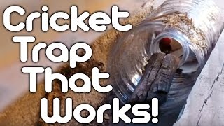 Cricket trap that works [upl. by Elmore]