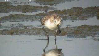 Spoonbilled Sandpiper in Thailand [upl. by Ria656]