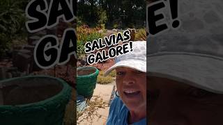 How to GROW your salvia for FREE plants freeplants salvia subscribe [upl. by Aettam431]