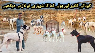 Sheeno Dog 🐕 Kennel Kohat Ka Visit  Kohati Gultair vs Bully  Pk Animals Vlog [upl. by Eirameinna]