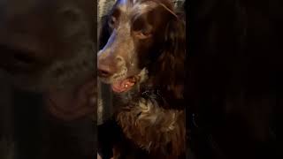 Springer Spaniel Worried About Rising Healthcare Costs [upl. by Beitch]