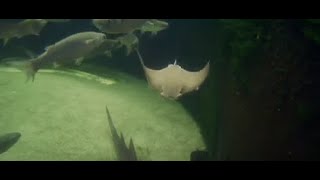 Ask the Aquarist Cownose Ray Pups [upl. by Malca]