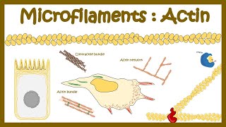 Actin polymerization Micro filament assembly [upl. by Novoj]