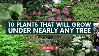 Best 10 Plants That Will Grow Under Nearly Any Tree 🌳🌸🍃  Gardening Tips [upl. by Pansir34]