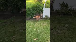 garden deer bambi nature mom love funnysong gardening craigscompost [upl. by Ennelram]