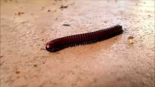 The Millipede or Shongololo [upl. by Aisila312]