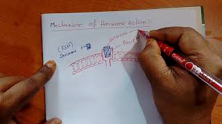 Mechanism of hormone action class 11 [upl. by Harrod]