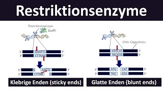 Restriktionsenzyme sticky ends blunt ends Grundlagen der Gentechnik Biologie Oberstufe 27 [upl. by Dani]