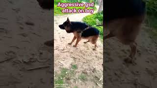 Aggressive Gsd attack on boy German Shepherd Dog [upl. by Airrej]